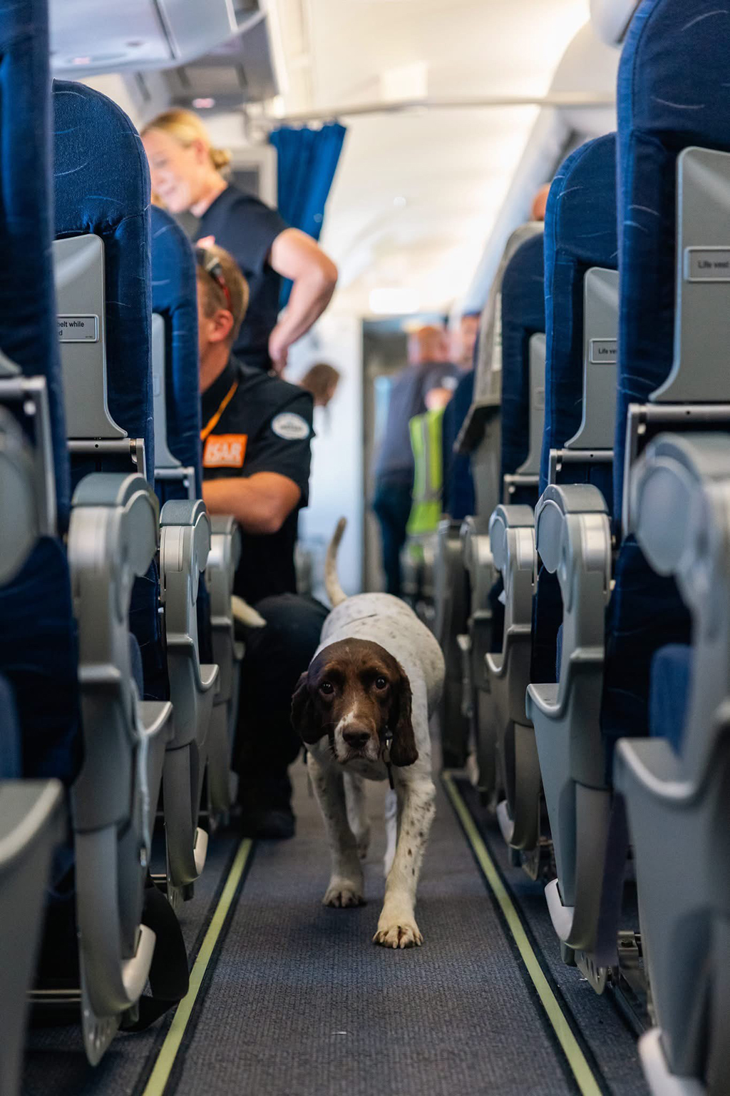A white and brown security dog walks forward down the narrow carpeted aisle of the Voyager aircraft cabin, while crew members and passengers stand further down the aisle.